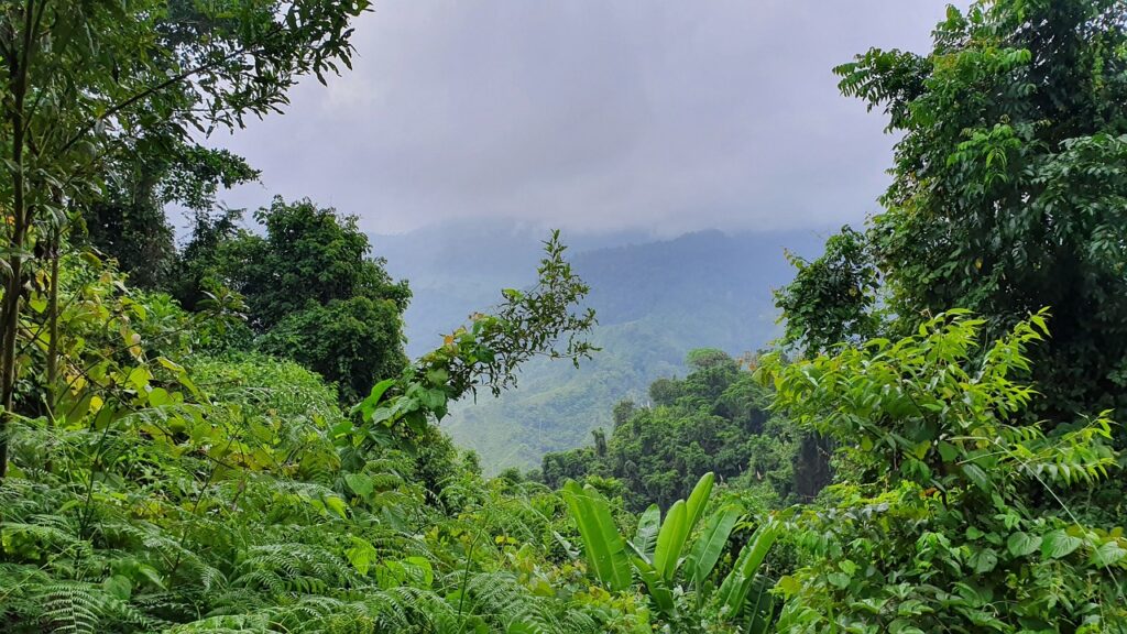 jungle, colombia, nature, green, tropical, landscape, colombia, colombia, colombia, colombia, colombia
